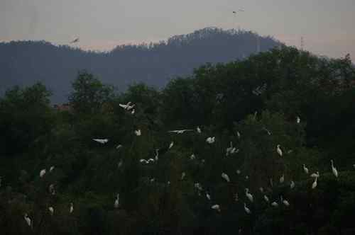 呼吁：珍惜深圳另一个“红树林”