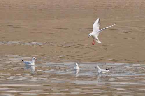 南京七里河 鸟类图片