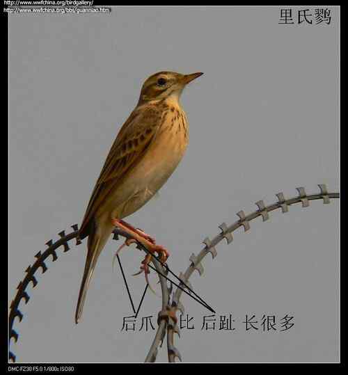 理氏鹨、田鹨还是布莱氏鹨的鸟类识别？