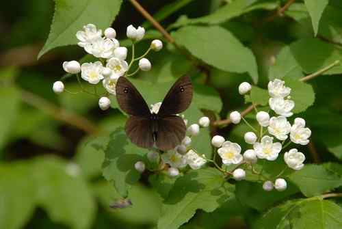 看看我长白山里的“宝贝”