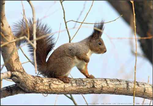 广东人观鸟散记