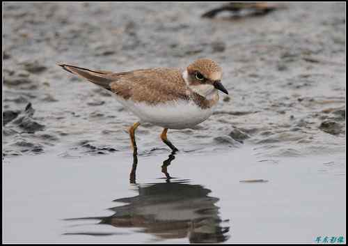 请教鸟名：亚成体金眶珩，还是铁嘴沙鸻非繁殖羽