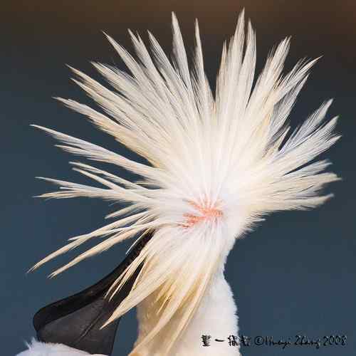 试图展现黑脸琵鹭的魅力