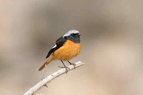 原画幅野生鸟类摄影俱乐部【精美组图】 原画幅野生鸟类摄影俱乐部【精美组图】