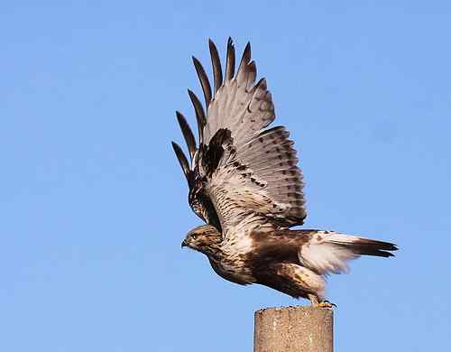 起飞鸟姿大聚会