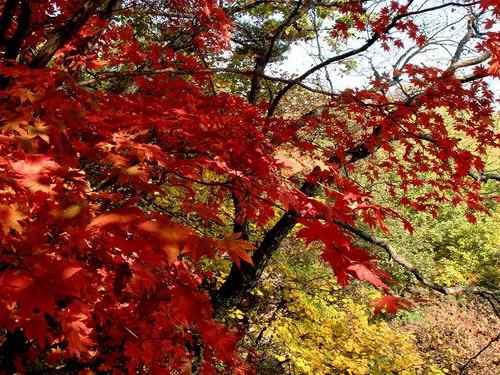 看看我长白山里的“宝贝”