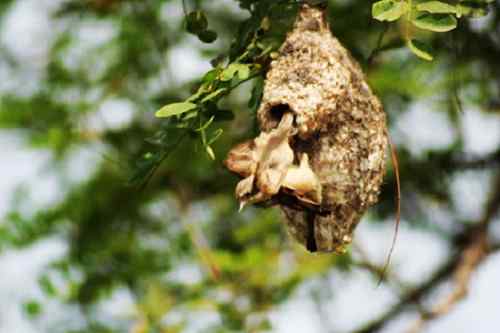 为中华攀雀喊冤