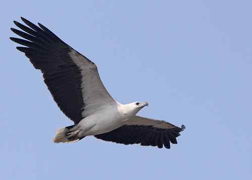 藍天白腹海鵰