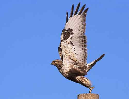 起飞鸟姿大聚会
