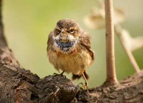 北京 二十几只林鸟