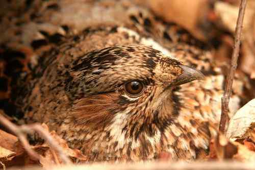 看看我长白山里的“宝贝”