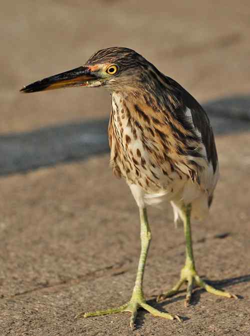 雏鸟池鹭获新生 雏鸟池鹭获新生