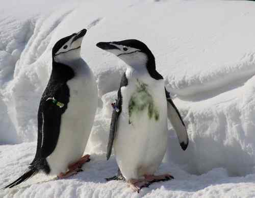 北京玉渊潭公园的企鹅