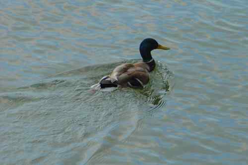 颐和园鸟人：绿头鸭蒙难获救记