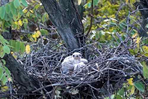 艰难生存的黑翅鸢