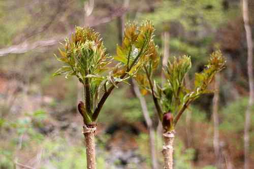 看看我长白山里的“宝贝”