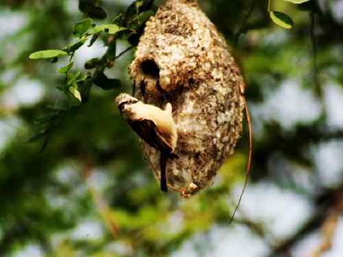 为中华攀雀喊冤