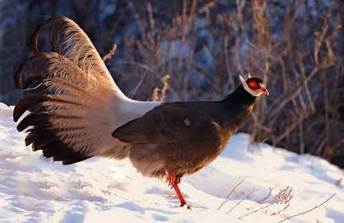 再上张山西的省鸟：褐马鸡