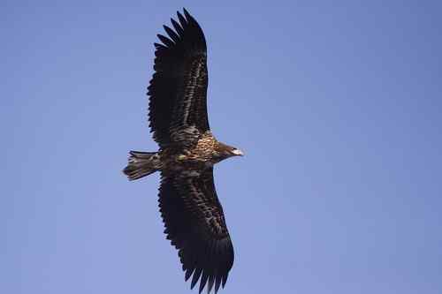 龙王庙死鸟事件初步调查