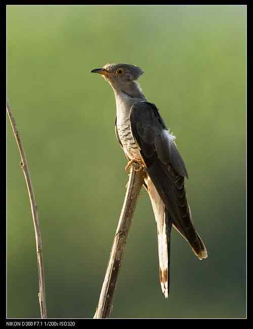 是大杜鹃还是中杜鹃