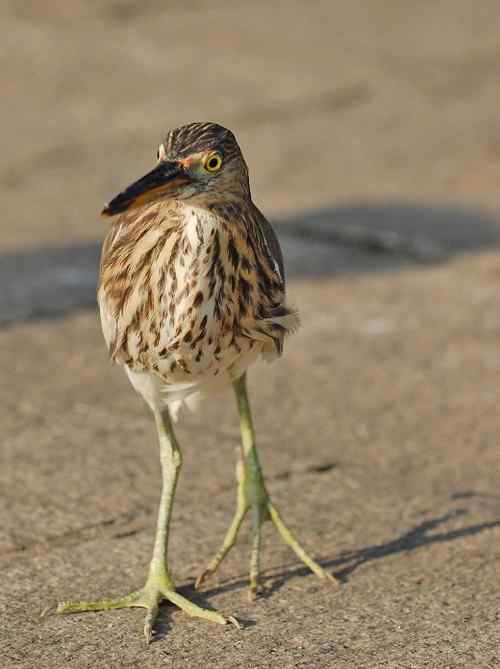 雏鸟池鹭获新生 雏鸟池鹭获新生