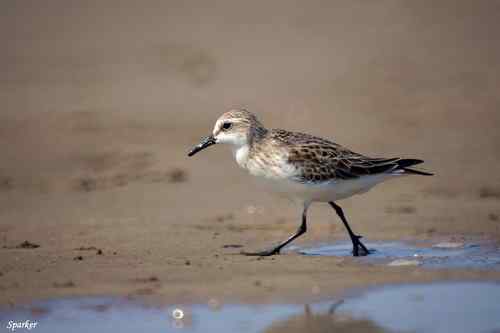 探讨:小滨鹬和红颈滨鹬的辨识