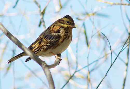 这是什么巫鸟？