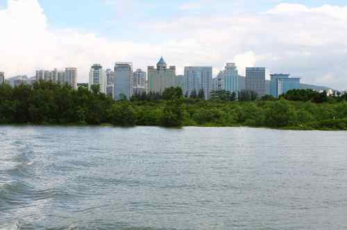 不一样的深圳湾，不一样的红树林：鸟儿的天堂