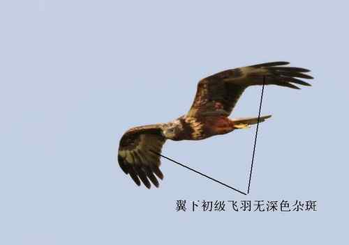 鹞的识别（归纳总结）