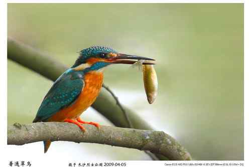 鸟类摄影图片处理成漂亮干净的背景