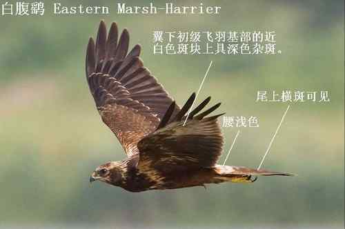 鹞的识别:白头鹞、白腹鹞、雀鹞、白尾鹞 鹞的识别:白头鹞、白腹鹞、雀鹞、白尾鹞