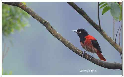 朱鸝 Maroon Oriole台灣特有亞種