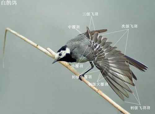 几种鹡鸰的辨别