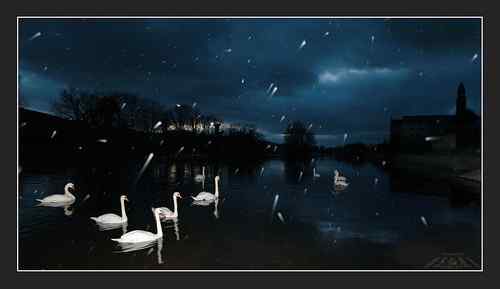 欧洲 疣鼻天鹅 雪夜晚归