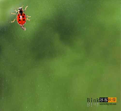 冰客的昆虫世界作品