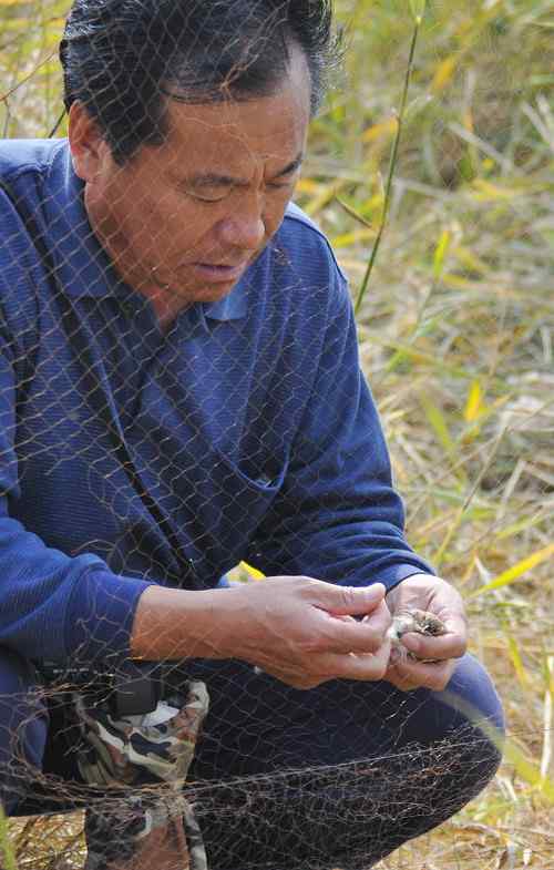 拯救鸟网上的黑喉石(即鸟)