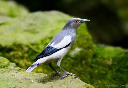 花鸟市场的逃逸鸟？绿翅金鸠和丽色噪鹛