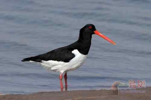 鸟类介绍---蛎鹬