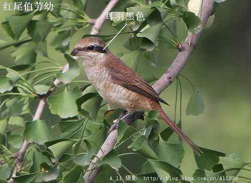 几种伯劳的识别