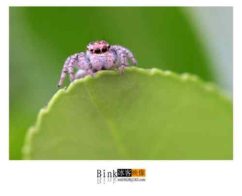 冰客的昆虫世界作品