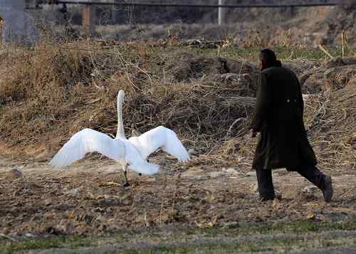 赏鹅却伤鹅:目睹了一只天鹅的受伤 赏鹅却伤鹅:目睹了一只天鹅的受伤