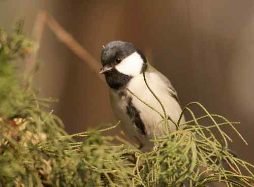 北京 二十几只林鸟