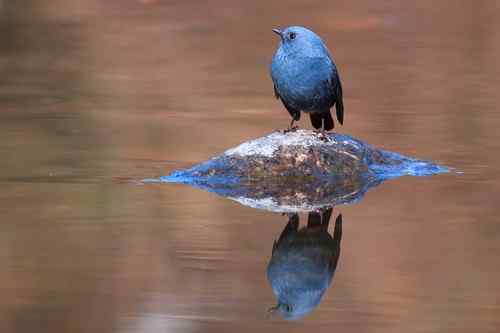 蓝色的鸟儿——红尾水鸲