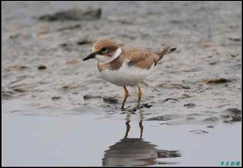 请教鸟名：亚成体金眶珩，还是铁嘴沙鸻非繁殖羽