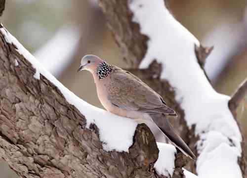 北京 二十几只林鸟