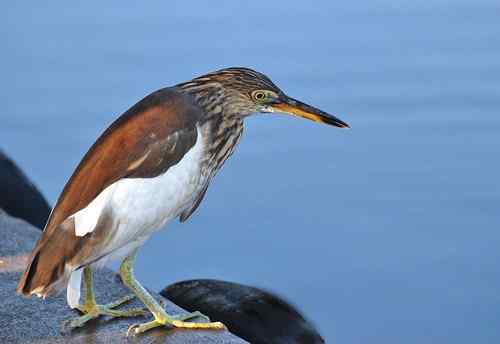 雏鸟池鹭获新生