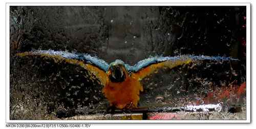 新感觉——鹦鹉