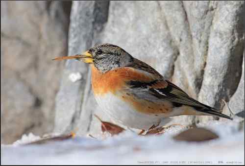 广东人观鸟散记