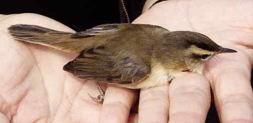 小小鸟人在行动 解救被困小鸟