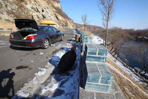 可怜(幸运)的秃鹫 可敬(可爱)的年轻人